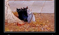 Она не танцует