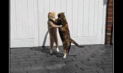 К чертям охоту